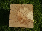 Spalted beech block