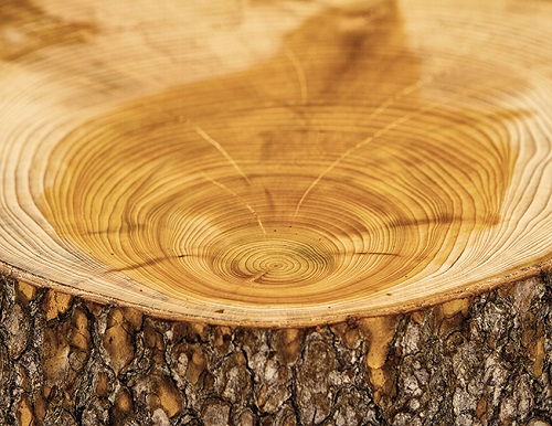 Cedar trunk stool detail